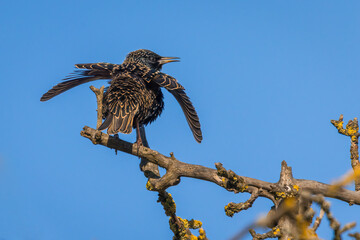 Aufnahme eiens Stars beim Morgengsang.