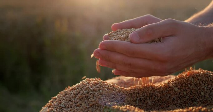 Farmer's hands with grain in the sun. Organic farming concept