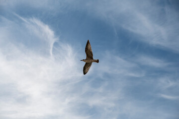 Seagull on blue background. European herring gull, Larus argentatus. Seagull flying in front of blue clouds.