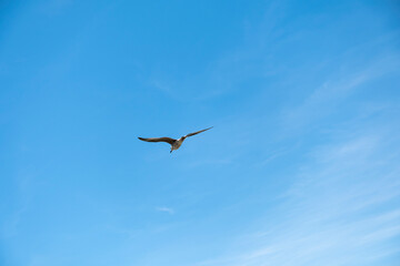 Seagull on blue background. European herring gull, Larus argentatus. Seagull flying in front of blue clouds.
