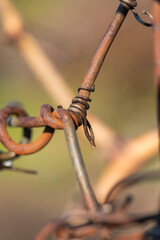 Dead tendrils of vines clinging on the wire fence in a vineyard. Spiral
