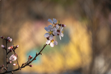 Prunus dulcis. Almond flowers. Flowering almond tree in the garden. Blooming pink flowers on the branches