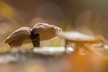 Aufnahme eines Röhrenpilzes im Gegenlicht.