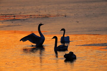swans on sunset