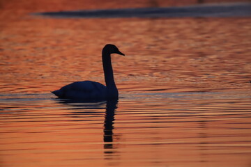 silhouette of a swan against the background of sunrise on the lake