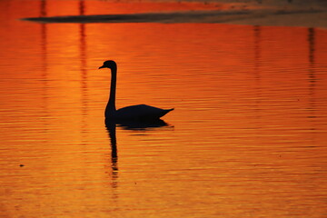silhouette of a swan against the background of sunrise 