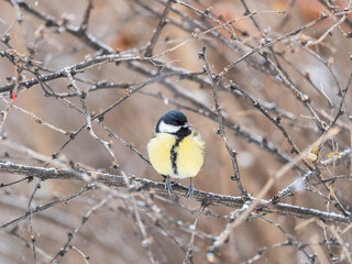 Obraz premium Cute bird Great tit, songbird sitting on the branch with blurred background