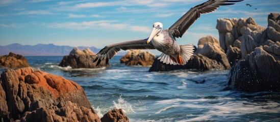 Fototapeta na wymiar A large pelican soaring gracefully over the vast ocean with rocks in the foreground in the Sea of Cortez, Baja California Sur. The birds wings outstretched, capturing the essence of freedom and nature
