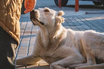 Human extends his hand to stray dog upon meeting him. Huge white stray dog sniffs a man's hand