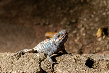 Select Focus a chubby lizard with a turquoise pattern sunbathes on the ground and looks at the dinosaurs.