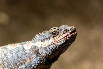 Select Focus a chubby lizard with a turquoise pattern sunbathes on the ground and looks at the dinosaurs.
