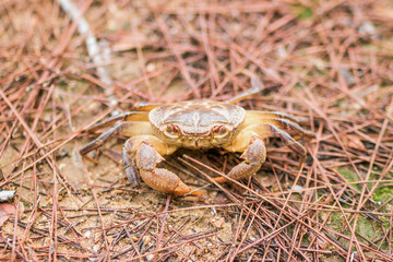 Mountain crab is sitting on pine needles in a forest.
