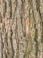 The texture of the bark of an old willow. Detailed bark texture. Natural background