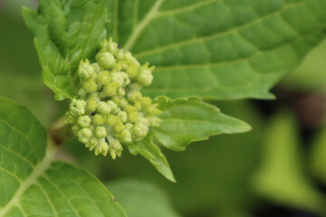 Inflorescence buds of a hydrangea plant.