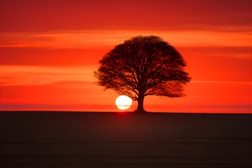 Cercles muraux Rouge Embracing the Twilight: An Awe-Inspiring Exploration of A Solitary Tree Against a Vibrant Sunset Backdrop
