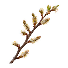 Willow branch in the spring. Isolated on transparent background.