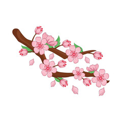 cherry blossom illustration