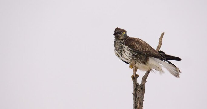 Close-up footage of a common buzzard taking flight from the top of a bare tree