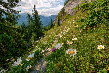 Meadow full of beautiful mountain flowers in the background of the Tatras mountain. Oxeye daisy, Leucanthemum vulgare. Discover the spring beauty of the mountains.