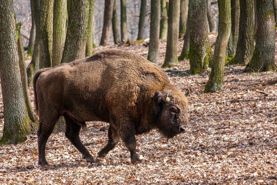 Stout male bison, European bison feeding in the forest, best photo. Animal power and dominance