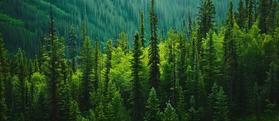 Aerial view of green forest of old spruce, fir and pine trees nature landscape. AI generated image - 747190229