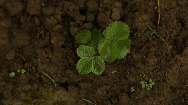 Close-up detail of planting strawberries in the ground in the summer in the garden, close-up. 