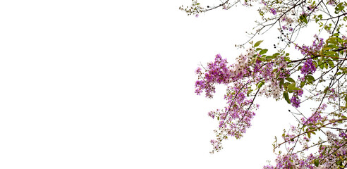 Obraz premium Thai bungor tree (Lagerstroemia loudonii Teijsm and Binn)