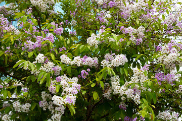 Thai bungor tree (Lagerstroemia loudonii Teijsm and Binn)