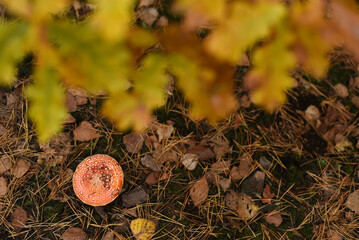 Mushrooms. Russula. Poisonous forest mushrooms.