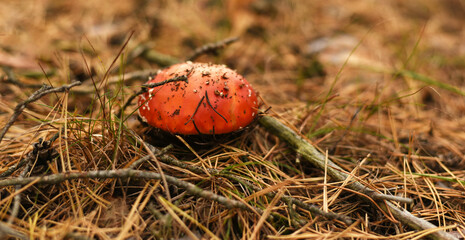 Mushrooms. Russula. Poisonous forest mushrooms.