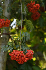 Rowan branch in the forest