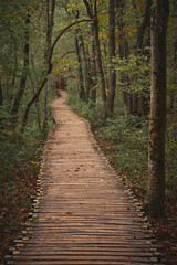 Obraz premium a wooden walkway surrounded by trees in the middle of a forest