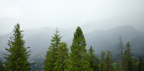 Foggy mountain landscape with fir forest.