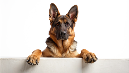 German Shepherd dog with paws on ledge with transparent background