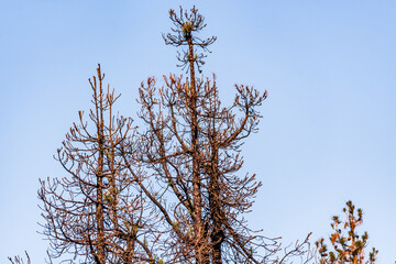 Árboles quemados en el Parque Nacional del Teide, Tenerife.