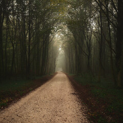 Fototapeta premium the road leading to a tree filled forest is empty with some leaves