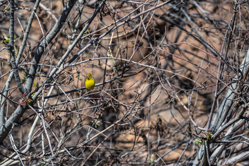 Pájaro apoyado en la rama de un árbol, Parque Nacional del Teide.
