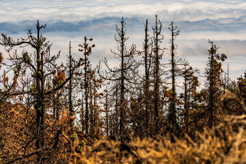 &Aacute;rboles quemados en el Parque Nacional del Teide, Tenerife.