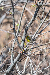 Pájaro apoyado en la rama de un árbol, Parque Nacional del Teide.