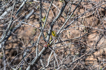 Pájaro apoyado en la rama de un árbol, Parque Nacional del Teide.