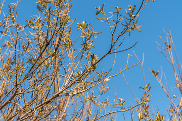 Pájaro apoyado en la rama de un árbol, Parque Nacional del Teide.