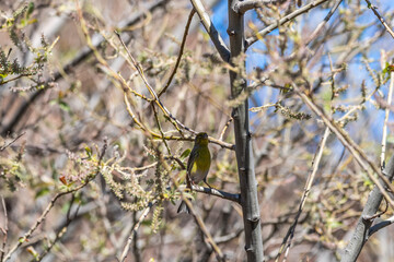 Pájaro apoyado en la rama de un árbol, Parque Nacional del Teide.