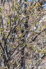 Pájaro apoyado en la rama de un árbol, Parque Nacional del Teide.