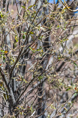 Pájaro apoyado en la rama de un árbol, Parque Nacional del Teide.