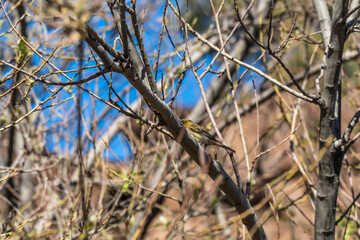 P&aacute;jaro apoyado en la rama de un &aacute;rbol, Parque Nacional del Teide.
