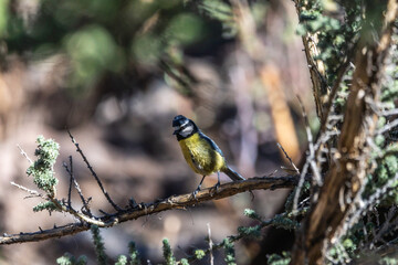 Pájaro apoyado en la rama de un árbol, Parque Nacional del Teide.