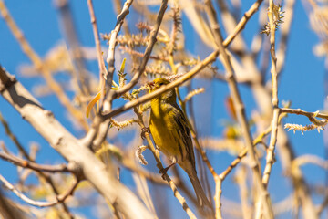 Pájaro apoyado en la rama de un árbol, Parque Nacional del Teide.