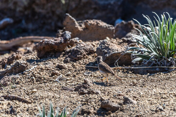 Pájaro en el Parque Nacional del Teide, Tenerife.