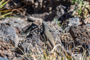 Lagarto en el Parque Nacional del Teide, Tenerife.