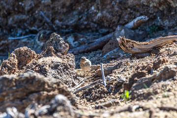 Pájaro en el Parque Nacional del Teide, Tenerife.